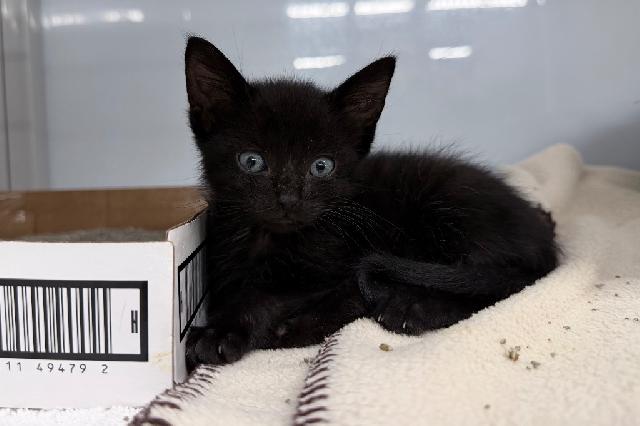 My name at SAFE Haven was Hunter and I was adopted!