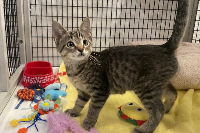 My name is Saige and I am ready for adoption. Learn more about me!