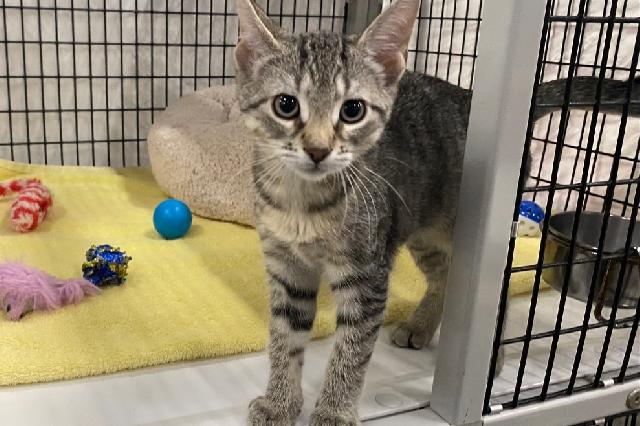 My name is Kelly and I am ready for adoption. Learn more about me!