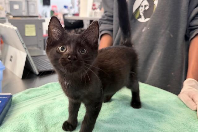 My name at SAFE Haven was Tread and I was adopted!