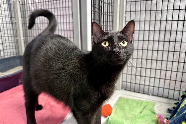 My name is Gasto and I am ready for adoption. Learn more about me!