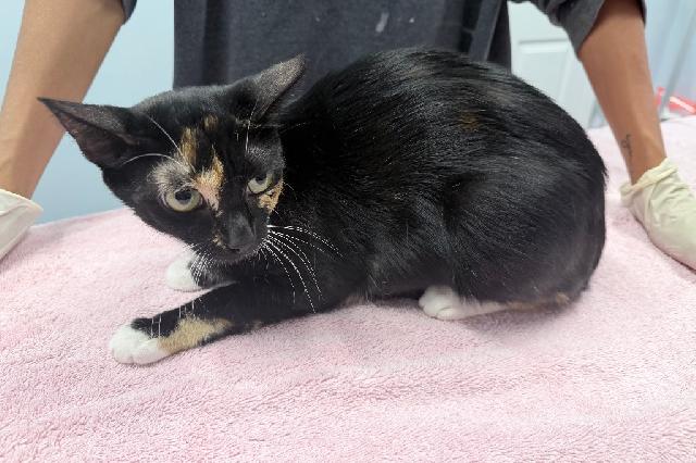 My name is Momma Appleseed and I am ready for adoption. Learn more about me!