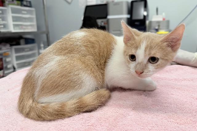 My name is Nehou and I am ready for adoption. Learn more about me!