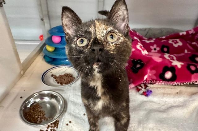 My name at SAFE Haven was Kirati and I was adopted!