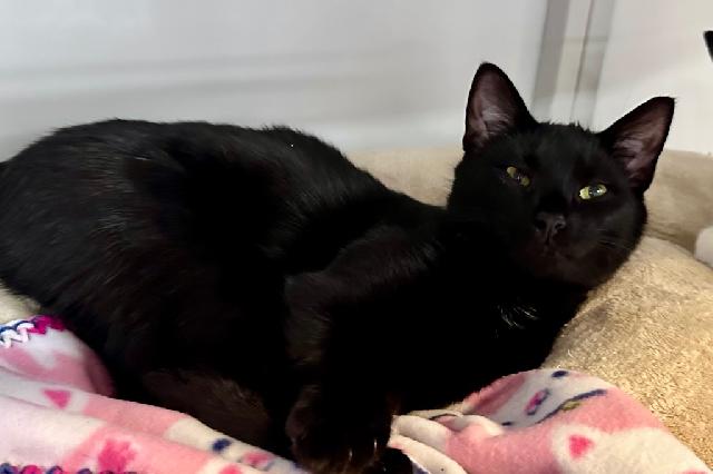 My name is Miss Velvet and I am ready for adoption. Learn more about me!