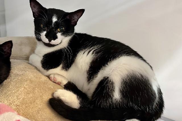 My name is Miss Mona Lisa and I am ready for adoption. Learn more about me!