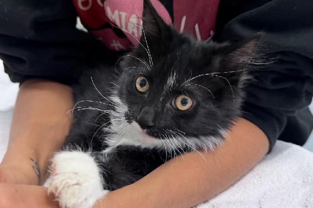 My name is Tolomey and I am ready for adoption. Learn more about me!