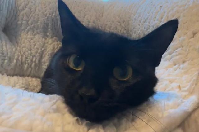 My name is Salsa and I am ready for adoption. Learn more about me!