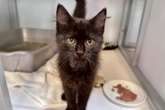 My name at SAFE Haven was Whiskers and I was adopted!