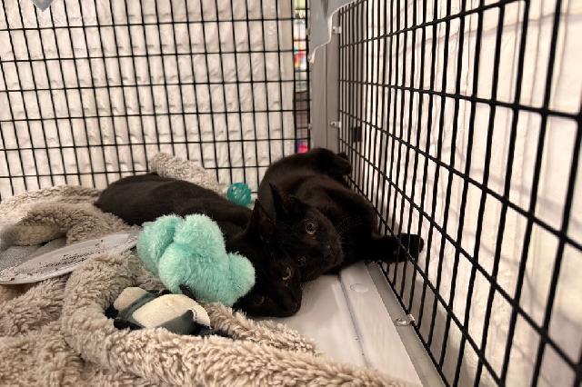 My name is Jafar and I am ready for adoption. Learn more about me!