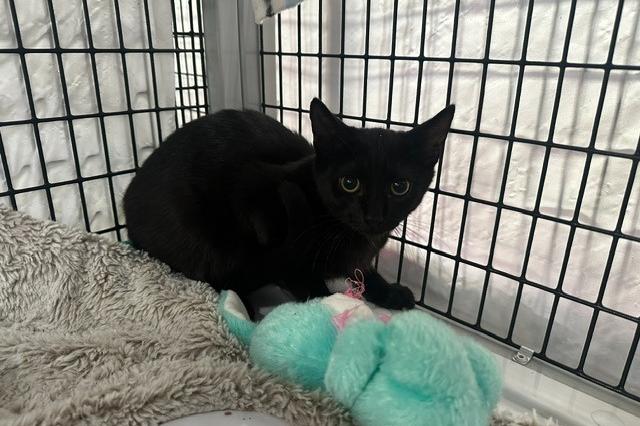 My name is Aladdin and I am ready for adoption. Learn more about me!