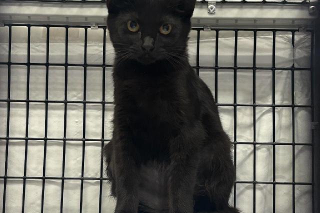 My name at SAFE Haven was Jasmine and I was adopted!