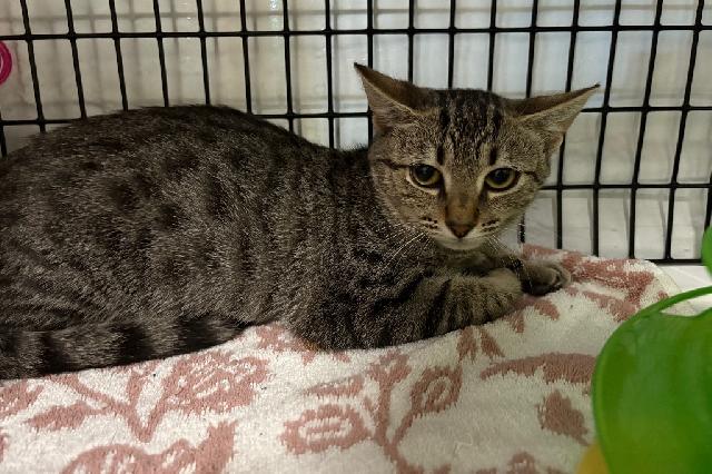 My name is Sophia and I am ready for adoption. Learn more about me!