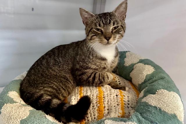 My name is Badin and I am ready for adoption. Learn more about me!