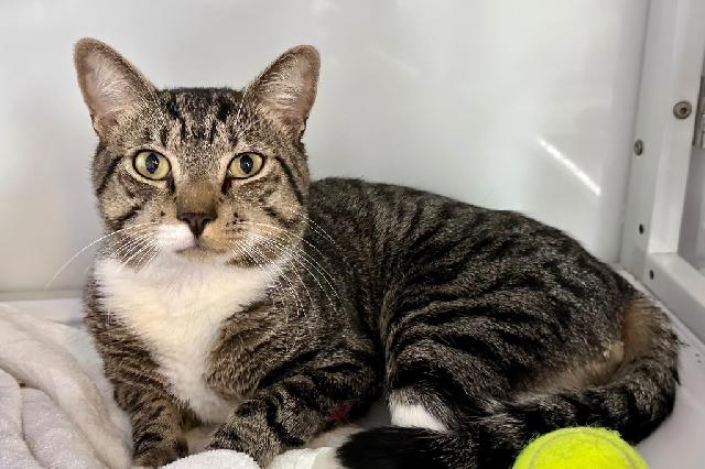 My name at SAFE Haven was Bootz and I was adopted!