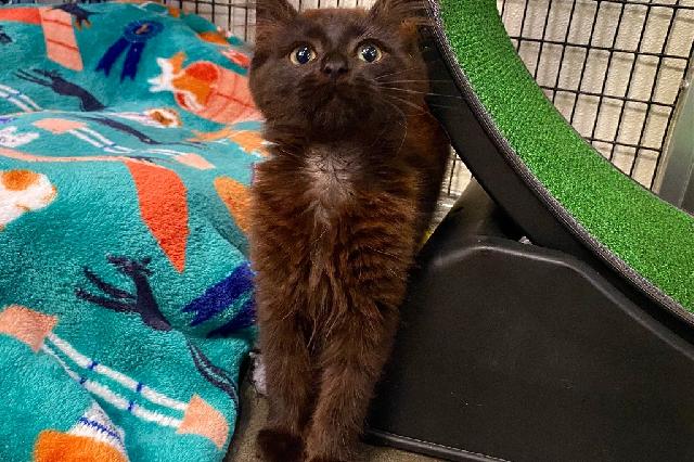 My name is Lupe and I am ready for adoption. Learn more about me!