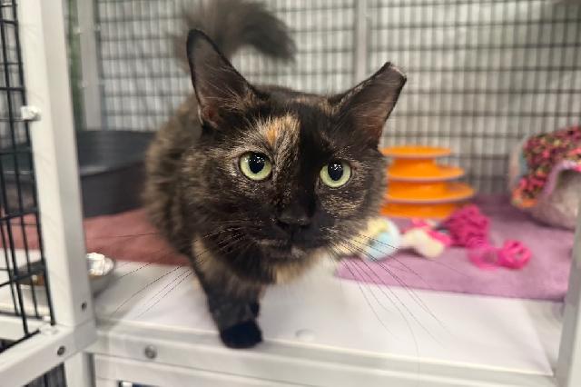 My name is Tillie and I am ready for adoption. Learn more about me!