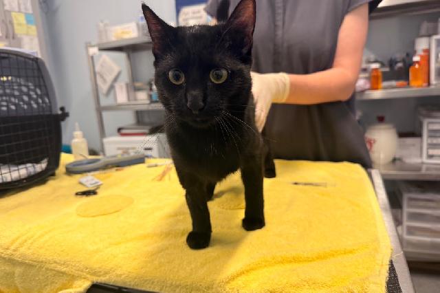 My name is Tatum and I am ready for adoption. Learn more about me!