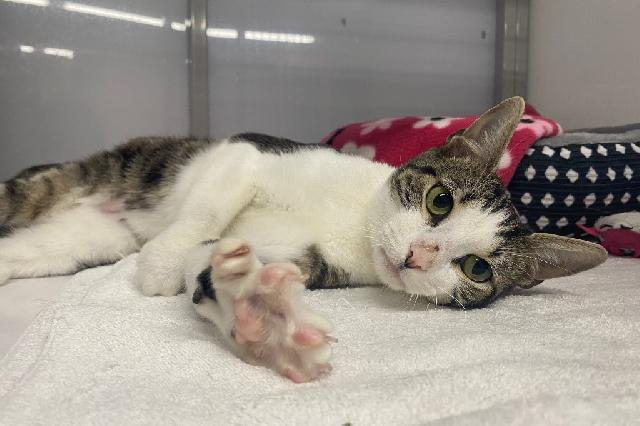 My name is Lobster and I am ready for adoption. Learn more about me!