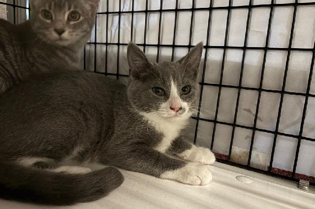 My name is Anaheim and I am ready for adoption. Learn more about me!