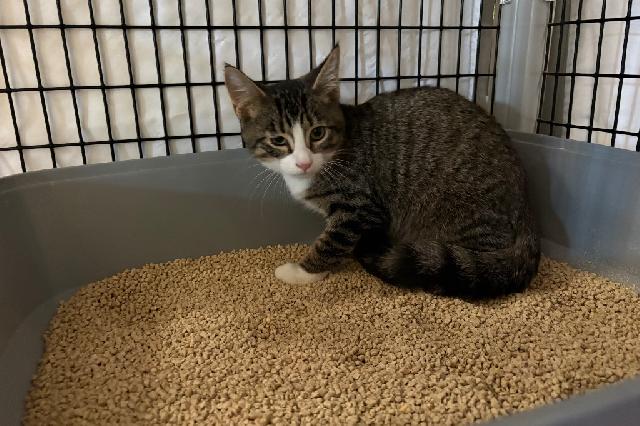 My name is Ancho and I am ready for adoption. Learn more about me!