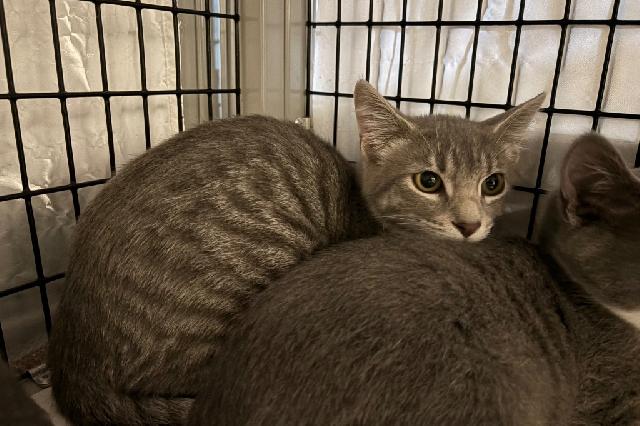 My name at SAFE Haven was Piri-Piri and I was adopted!