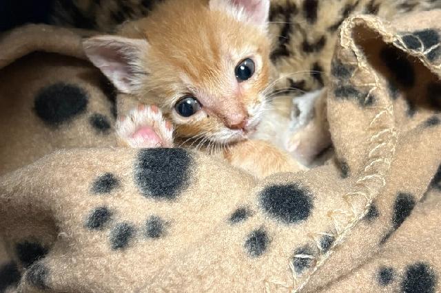 My name at SAFE Haven was Tannerite and I was adopted!