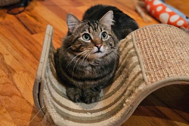 My name is Dex and I am ready for adoption. Learn more about me!