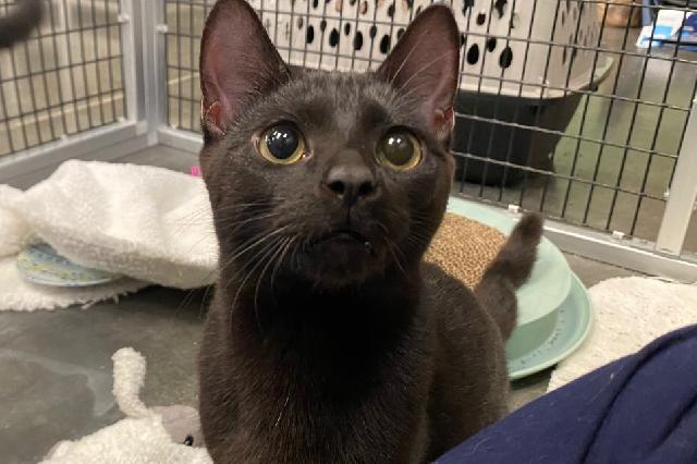 My name is Woodstock and I am ready for adoption. Learn more about me!