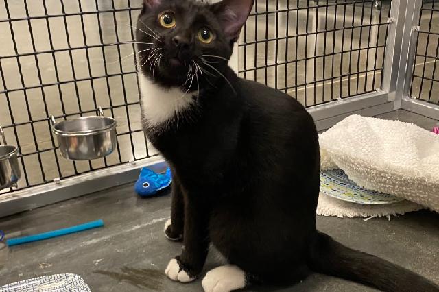 My name is Charlie Brown and I am ready for adoption. Learn more about me!