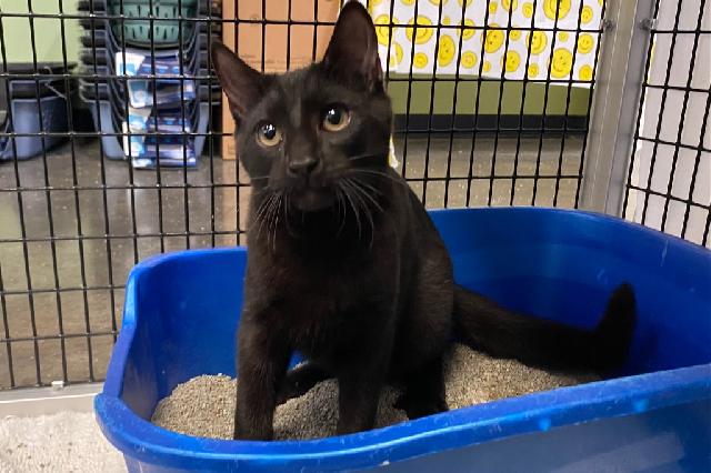 My name is Linus and I am ready for adoption. Learn more about me!