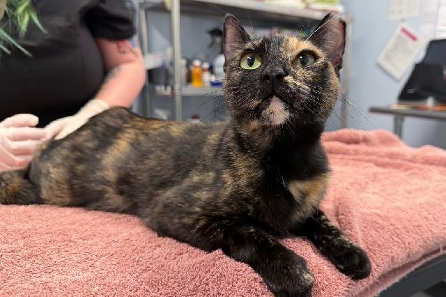 My name at SAFE Haven was Lyric and I was adopted!