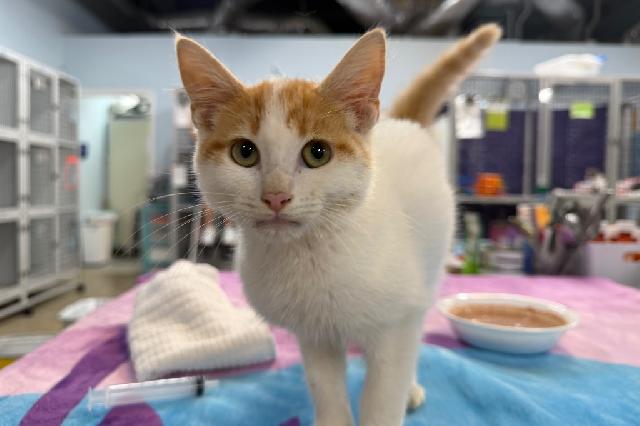 My name is Nikola and I am ready for adoption. Learn more about me!