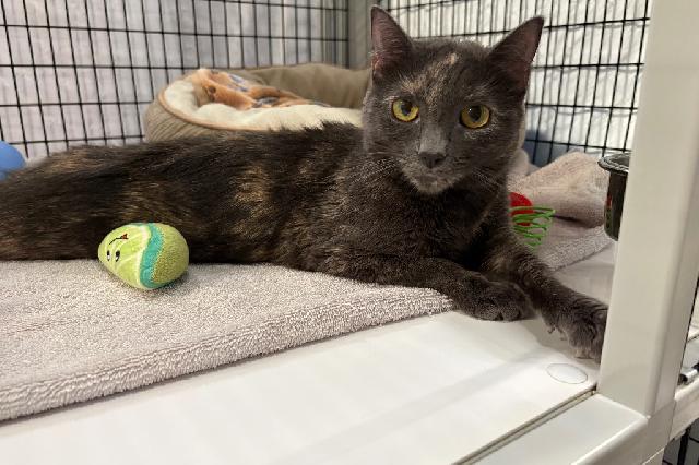 My name is Anne and I am ready for adoption. Learn more about me!