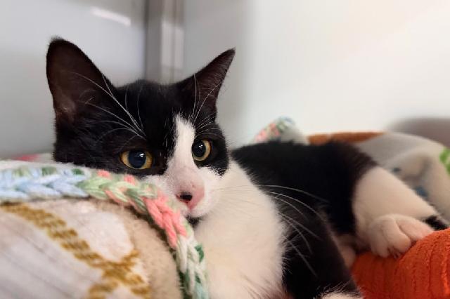 My name is Orca and I am ready for adoption. Learn more about me!