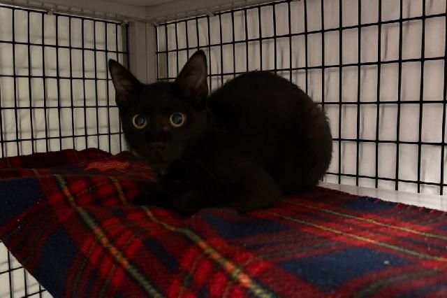 My name is Greg and I am ready for adoption. Learn more about me!