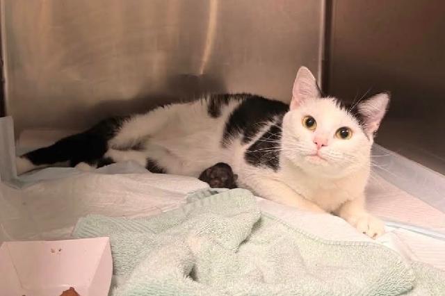My name is Bubblegum and I am ready for adoption. Learn more about me!