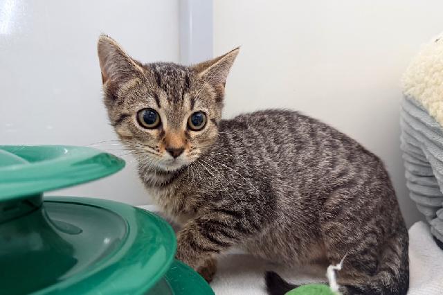 My name is Chestnut and I am ready for adoption. Learn more about me!