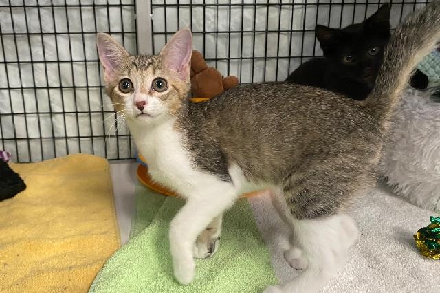 My name at SAFE Haven was Chipmunk and I was adopted!