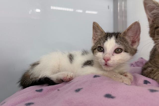 My name is Chevron and I am ready for adoption. Learn more about me!
