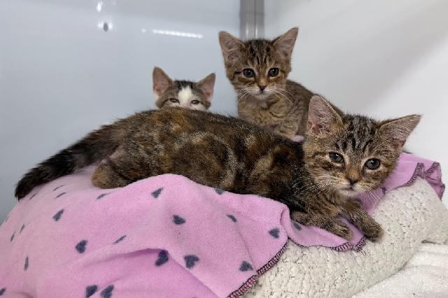 My name is Swirls and I am ready for adoption. Learn more about me!