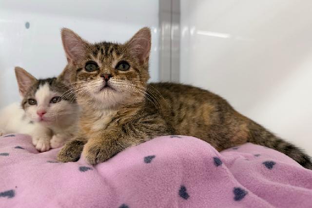 My name at SAFE Haven was Spots and I was adopted!