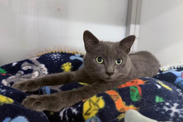 My name is Zitan and I am ready for adoption. Learn more about me!