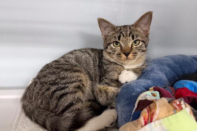 My name is Autumn and I am ready for adoption. Learn more about me!