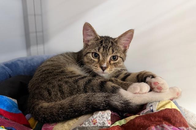 My name at SAFE Haven was Lillee and I was adopted!