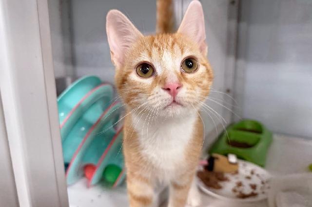 My name is MacGyver and I am ready for adoption. Learn more about me!