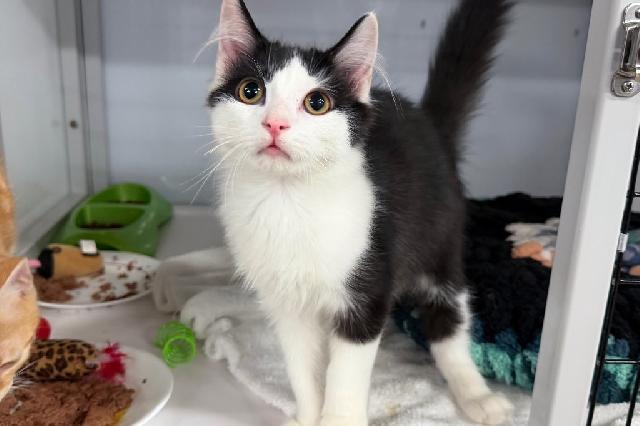My name at SAFE Haven was Rambo and I was adopted!