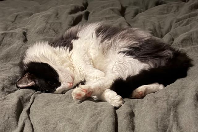 My name is Tori and I am ready for adoption. Learn more about me!