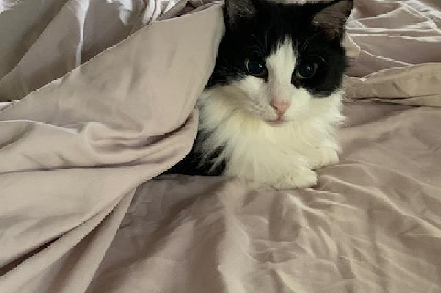 My name is Ari and I am ready for adoption. Learn more about me!