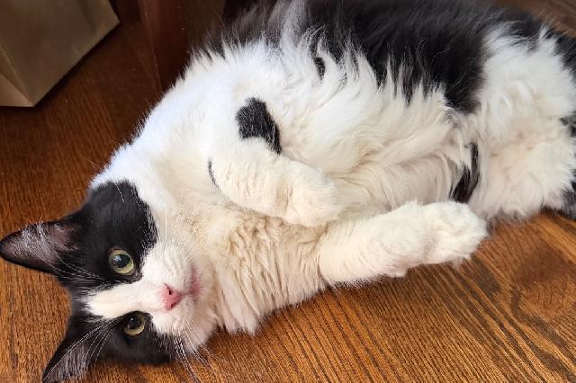 My name at SAFE Haven was Po and I was adopted!
